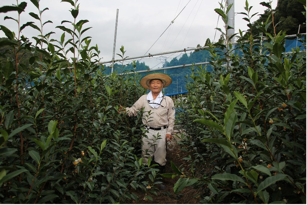 Kaneta Ota Tea Garden: Micro batch 2022 Sencha, Single Cultivar Yama no Ibuki - Yunomi.life