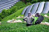 Kiroku Tea Garden: Single Cultivar Gokou Matcha from Wazuka, Kyoto - Yunomi.life