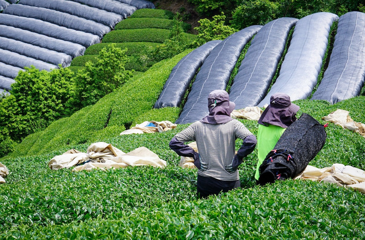 Kiroku Tea Garden: Single Cultivar Okumidori Matcha from Wazuka, Kyoto - Yunomi.life