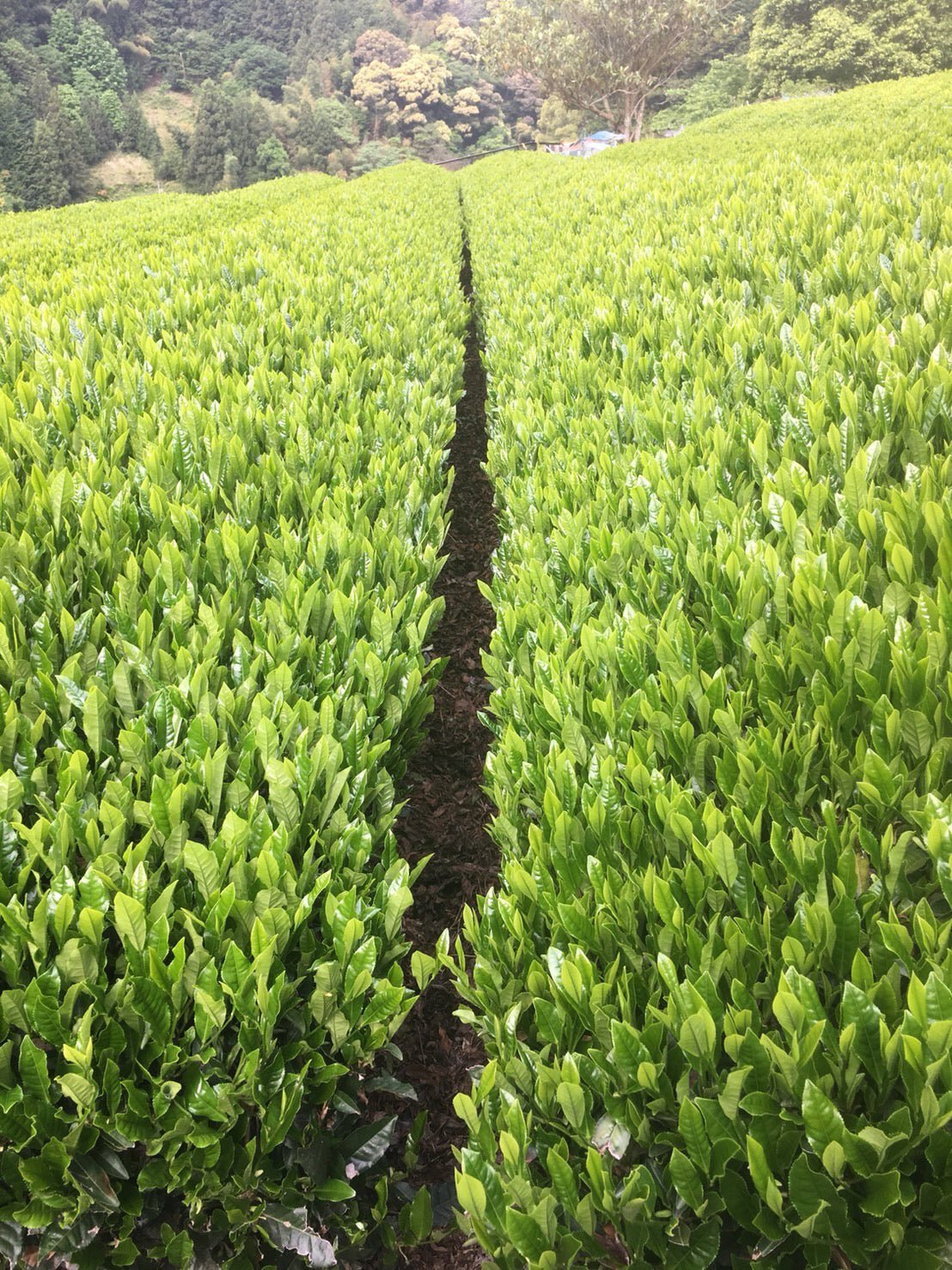 Kiyosawa Tea Gardens: Shizuoka Spring Asamushi Sencha by Farmer Sugiyama Yachiyo - Yunomi.life