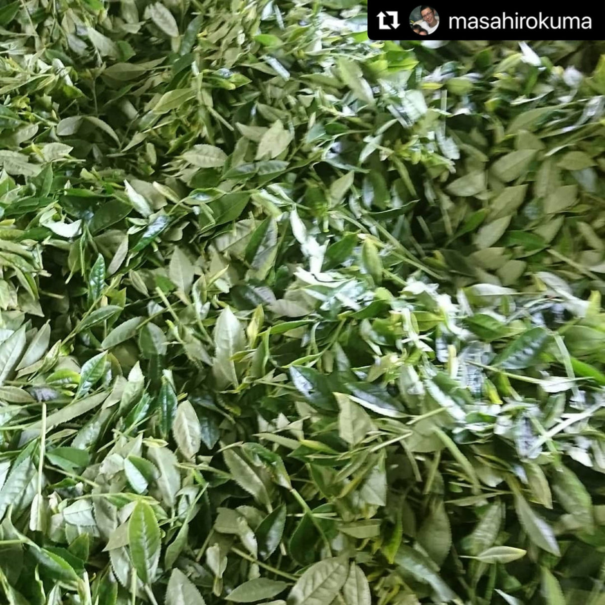 Kuma Tea Garden: Yamecha Mountain-Grown First Flush Spring Benifuuki Black Tea. - Yunomi.life