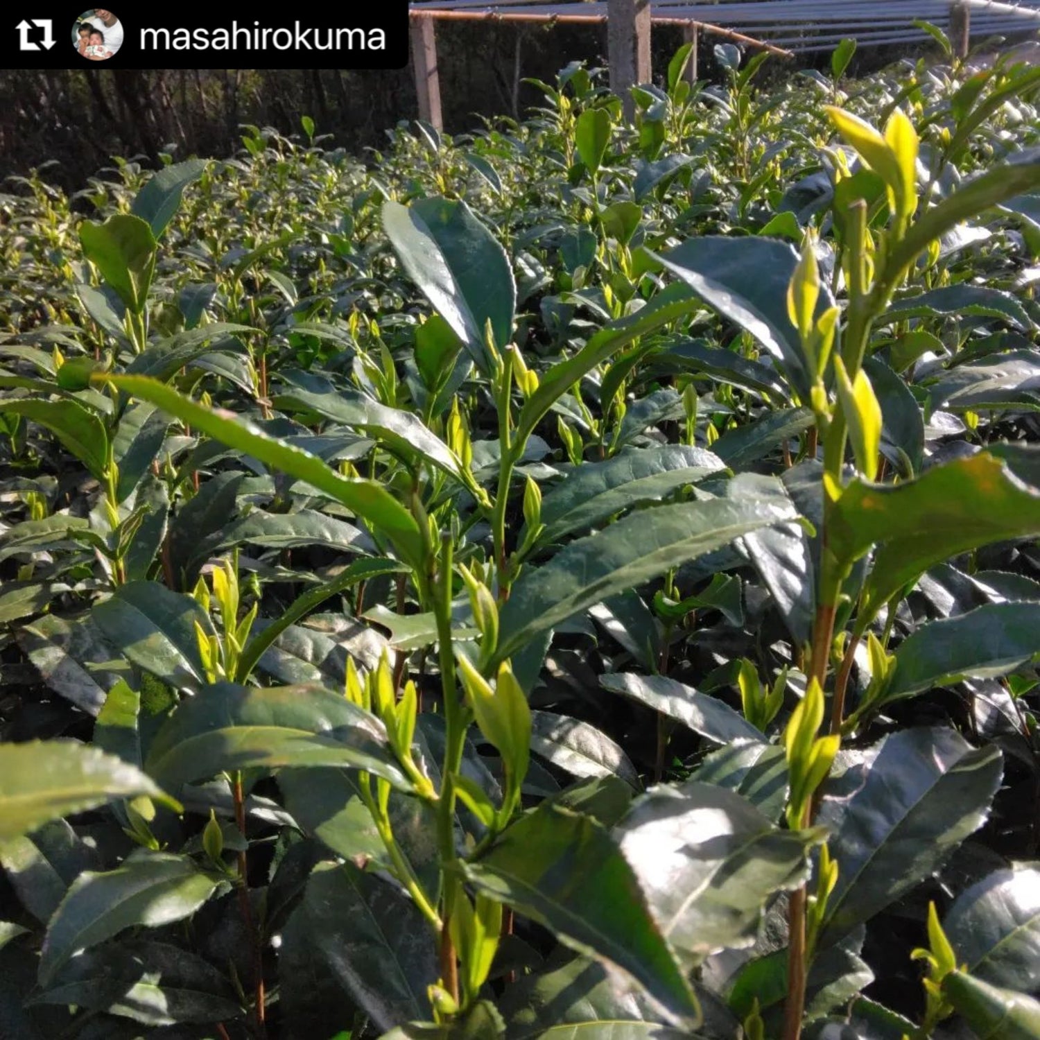 Kuma Tea Garden: Yamecha Saemidori Heritage Grade Gyokuro Tenkaichi - 71st All Japan Tea Competition Grand Prize Winning Garden - Yunomi.life