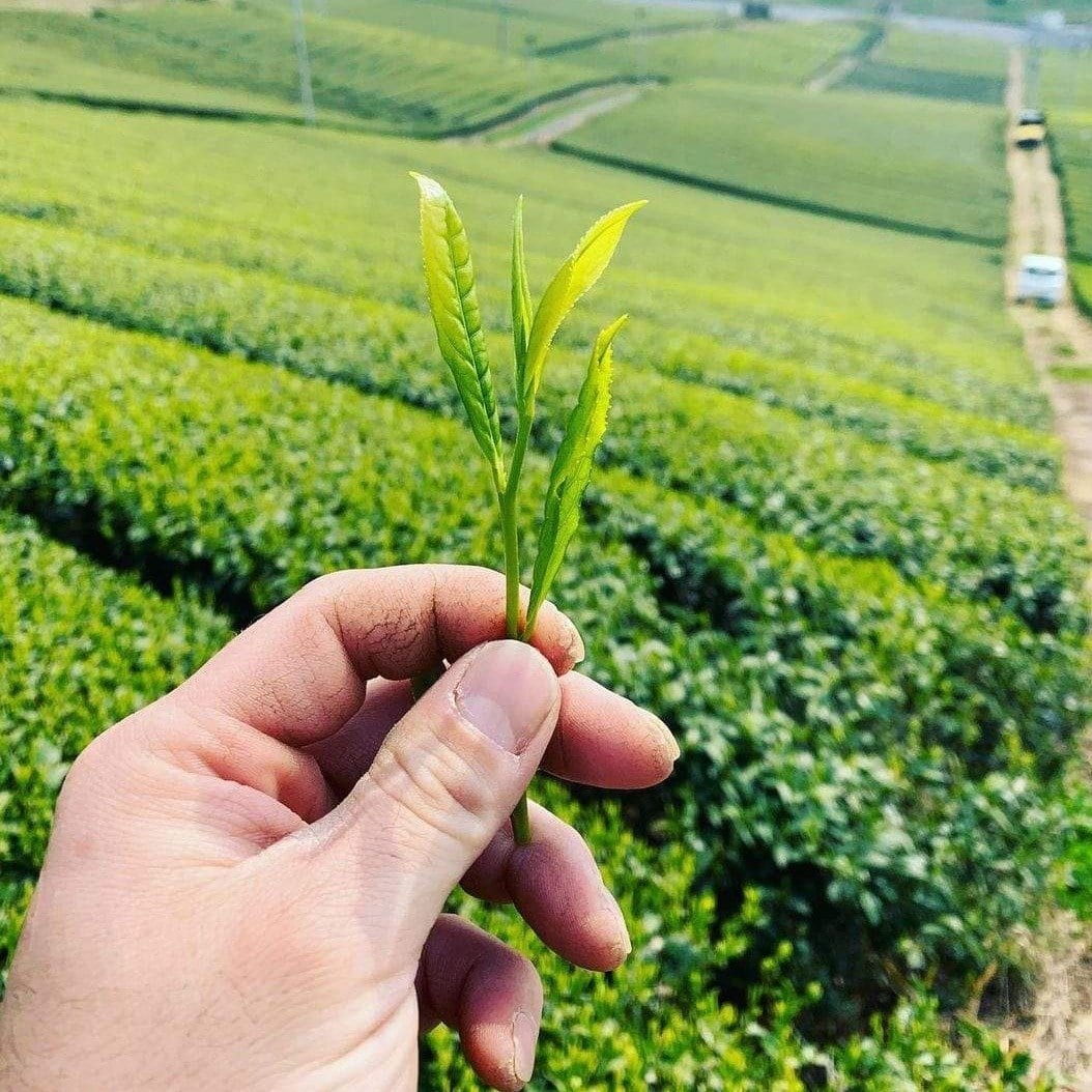 Kurihara Tea #22: Hachijyuhachiya Shincha - May 1st, 2022, Harvested Sencha 八十八夜新茶 - Yunomi.life