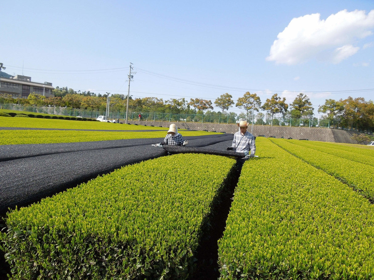 Marushige Shimizu Tea Farm: 2022 Kabusecha Shaded Green Tea, Saemidori さえみどり - Yunomi.life