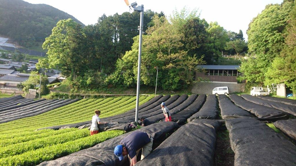 Nakai Tea Farm: Yabukita Kabusecha from Wazuka, Kyoto. Grown Without Pesticides - Yunomi.life