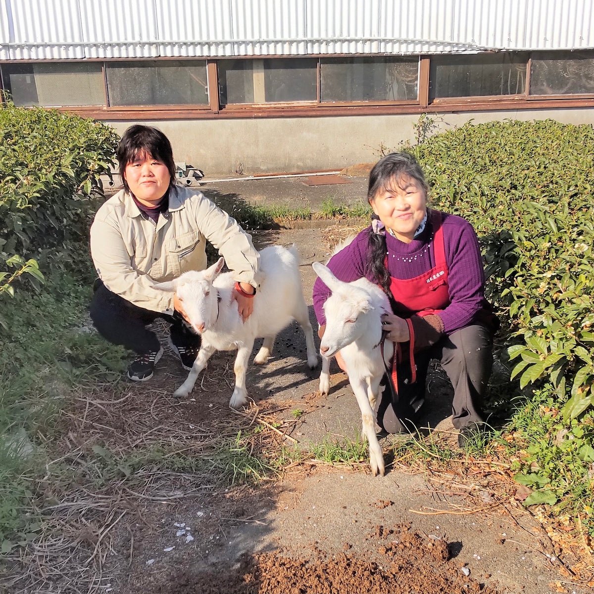 Tarui Tea Farm: 2019 First Flush Karabeni Single Cultivar Shizuoka Oolong Tea - Yunomi.life