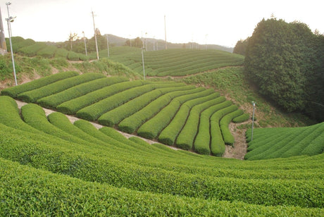 Uejima Tea Farm: Uji Matcha "Rei" 30g, (Samidori) Standard Ceremonial Grade 京都宇治和束茶　抹茶　玲 - Yunomi.life