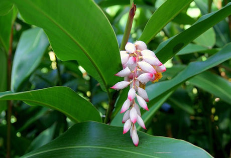 Yamane-en: Gettocha, Shell Ginger Leaves (Herbal, loose or tea bags) - Yunomi.life